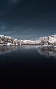 Preview wallpaper trees in snow, water, sky, landscape, nature