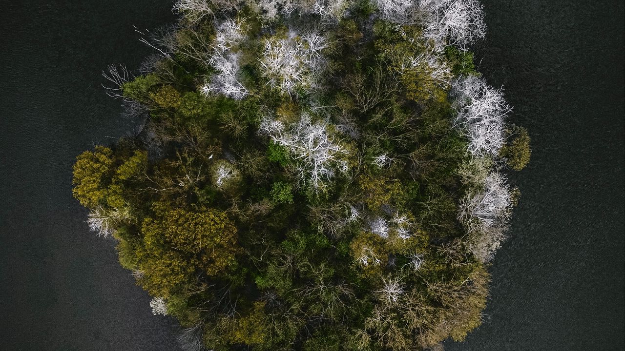 Wallpaper trees, island, aerial view, seasons