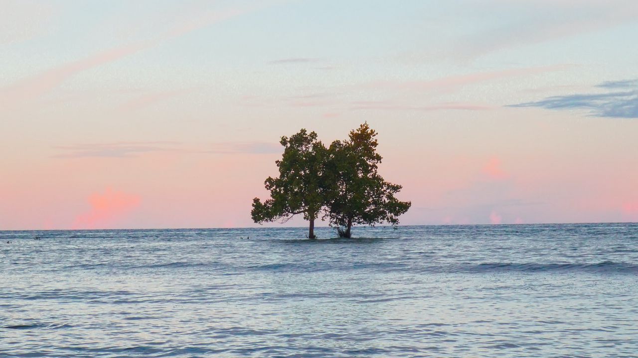 Wallpaper trees, island, sea, water, landscape