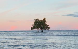 Preview wallpaper trees, island, sea, water, landscape