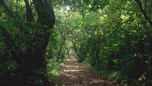 Preview wallpaper trees, jungle, track