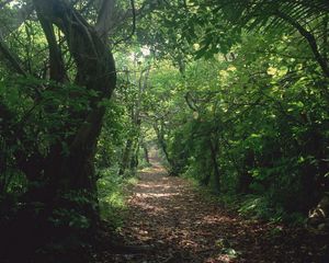 Preview wallpaper trees, jungle, track