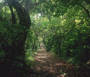 Preview wallpaper trees, jungle, track