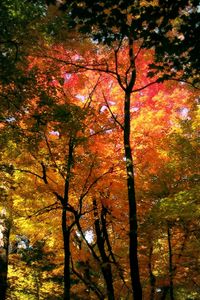 Preview wallpaper trees, kroner, colors, autumn, shades, wood, red