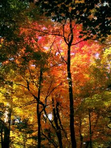 Preview wallpaper trees, kroner, colors, autumn, shades, wood, red