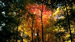 Preview wallpaper trees, kroner, colors, autumn, shades, wood, red