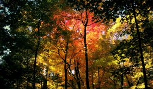 Preview wallpaper trees, kroner, colors, autumn, shades, wood, red