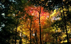 Preview wallpaper trees, kroner, colors, autumn, shades, wood, red