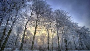 Preview wallpaper trees, kroner, row, hoarfrost