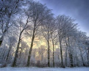 Preview wallpaper trees, kroner, row, hoarfrost