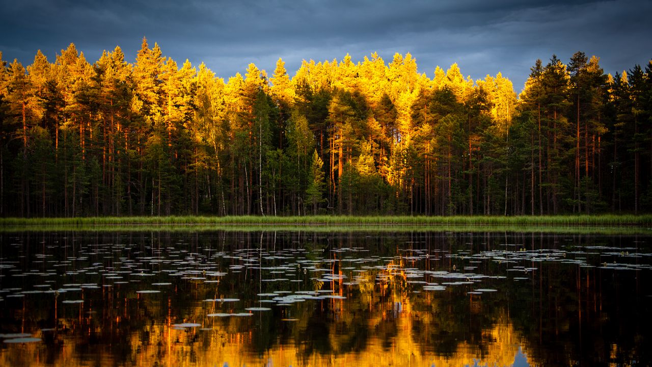 Wallpaper trees, lake, autumn, reflections