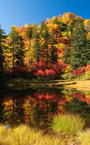 Preview wallpaper trees, lake, autumn, landscape