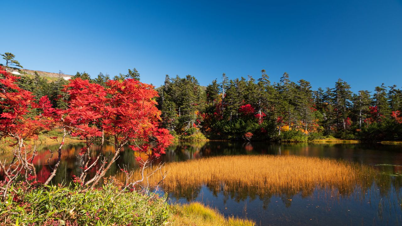 Wallpaper trees, lake, autumn, landscape, nature