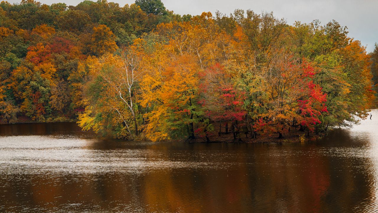 Wallpaper trees, lake, autumn, nature, landscape