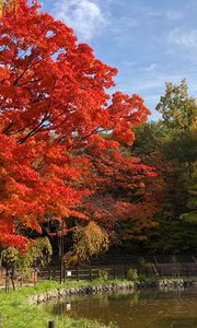 Preview wallpaper trees, lake, autumn, nature