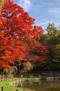 Preview wallpaper trees, lake, autumn, nature