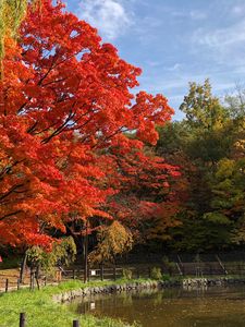 Preview wallpaper trees, lake, autumn, nature