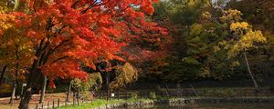 Preview wallpaper trees, lake, autumn, nature