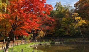 Preview wallpaper trees, lake, autumn, nature