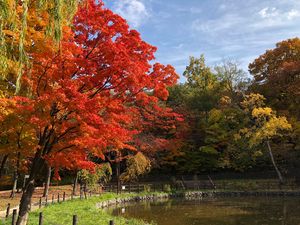 Preview wallpaper trees, lake, autumn, nature