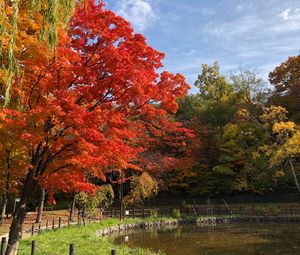 Preview wallpaper trees, lake, autumn, nature