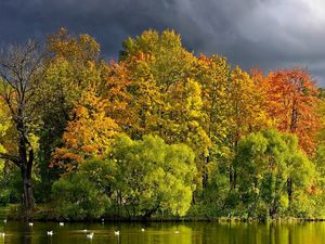 Preview wallpaper trees, lake, autumn, cloudy, clouds, coast, wefts