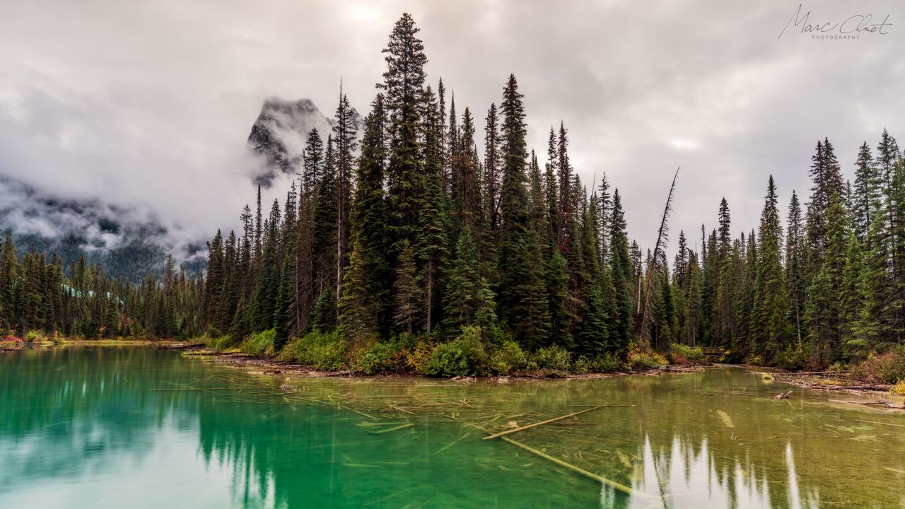 Wallpaper trees, lake, bottom, forest