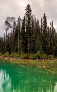 Preview wallpaper trees, lake, bottom, forest