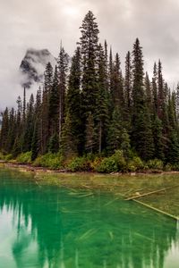 Preview wallpaper trees, lake, bottom, forest