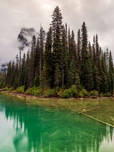 Preview wallpaper trees, lake, bottom, forest