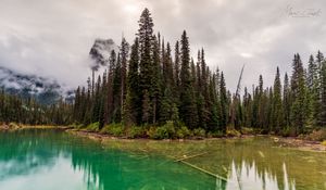 Preview wallpaper trees, lake, bottom, forest