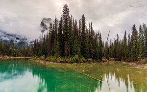 Preview wallpaper trees, lake, bottom, forest