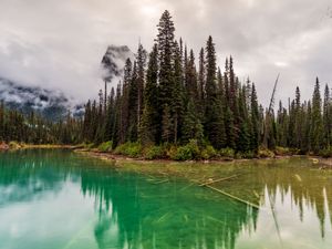 Preview wallpaper trees, lake, bottom, forest