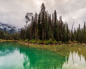 Preview wallpaper trees, lake, bottom, forest