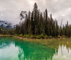 Preview wallpaper trees, lake, bottom, forest