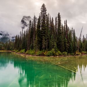 Preview wallpaper trees, lake, bottom, forest