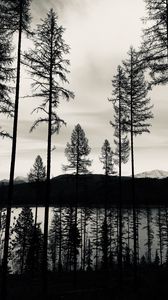 Preview wallpaper trees, lake, bw, reflection