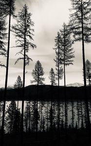 Preview wallpaper trees, lake, bw, reflection