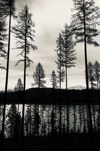 Preview wallpaper trees, lake, bw, reflection
