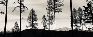Preview wallpaper trees, lake, bw, reflection