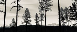 Preview wallpaper trees, lake, bw, reflection
