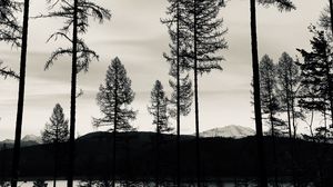 Preview wallpaper trees, lake, bw, reflection