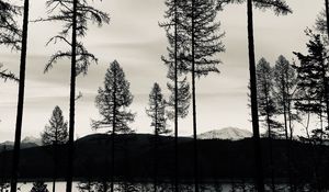 Preview wallpaper trees, lake, bw, reflection