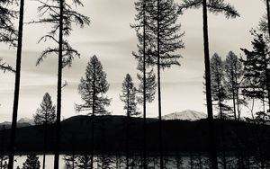 Preview wallpaper trees, lake, bw, reflection