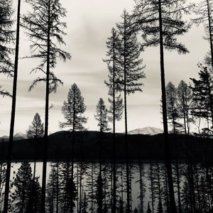 Preview wallpaper trees, lake, bw, reflection