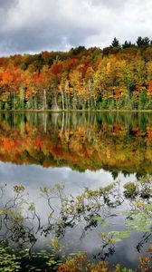 Preview wallpaper trees, lake, coast, water smooth surface, reflection, bushes