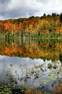 Preview wallpaper trees, lake, coast, water smooth surface, reflection, bushes