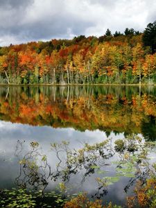 Preview wallpaper trees, lake, coast, water smooth surface, reflection, bushes