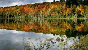 Preview wallpaper trees, lake, coast, water smooth surface, reflection, bushes