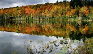 Preview wallpaper trees, lake, coast, water smooth surface, reflection, bushes